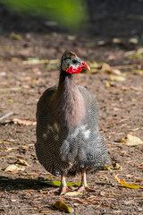 Helmeted Guineafowl (Numida meleagris) in park