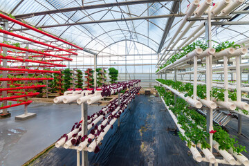 Soilless crops grown in pipes in modern greenhouses.