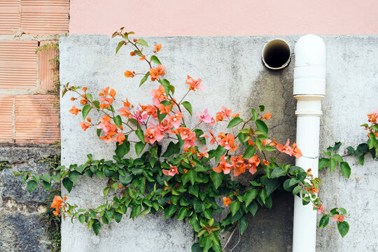 Wall Covered By Flowered Plant.