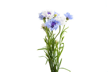 beautiful bouquet of cornflowers isolated