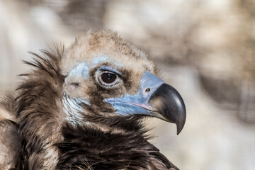 Cinereous Vulture (Aegypius monachus) in Caucasus, Republic of Dagestan, Russia