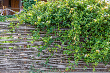 Wattle fence of twigs with bark and flowering honeysuckle