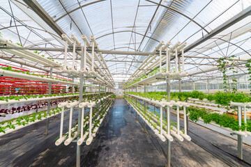 Soilless crops grown in pipes in modern greenhouses.