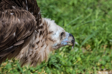 Cinereous Vulture (Aegypius monachus) in Caucasus, Republic of Dagestan, Russia