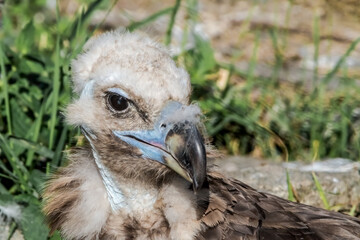 Cinereous Vulture (Aegypius monachus) in Caucasus, Republic of Dagestan, Russia