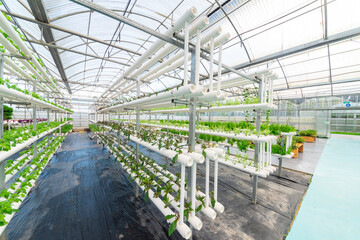 Soilless crops grown in pipes in modern greenhouses.