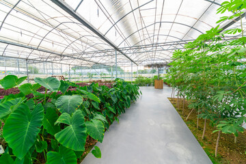 Agricultural plants grown in a modern greenhouse.