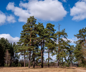 Scots Pine (Pinus sylvestris) in forest, Central Russia