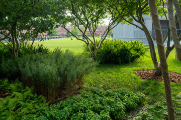 Park - trees and shrubs   in recreation area  Novaya Hollandia   at artificial island in St Petersburg