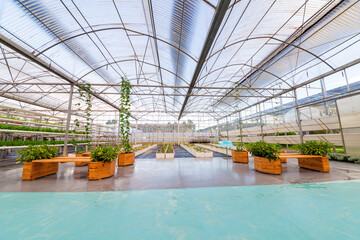Fototapeta na wymiar Agricultural plants grown in a modern greenhouse.
