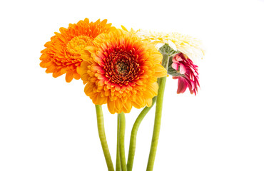 beautiful gerbera isolated