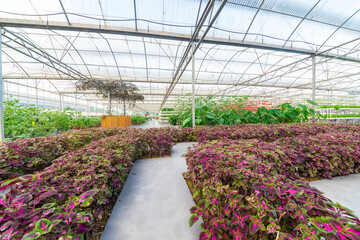 Agricultural plants grown in a modern greenhouse.