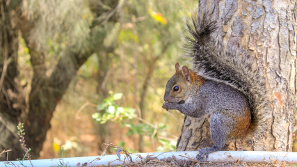 squirrel in the park