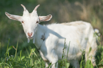 Obraz premium Young white goat eats grass in a summer meadow. White goat grazes in the meadow.