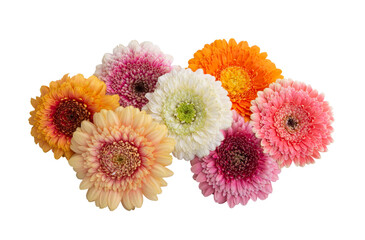 beautiful gerbera isolated