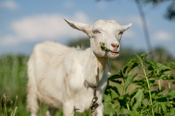 Young white goat eats grass in a summer meadow. White goat grazes in the meadow.