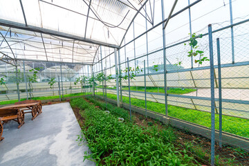 Eggplant grown in modern agricultural greenhouses.