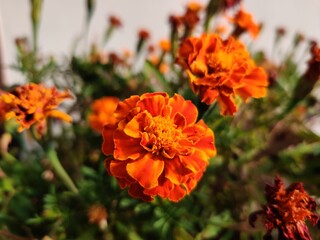orange flowers in garden