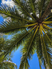 Beautiful view from the bottom up, as through the dense foliage of a coconut palm you can see the blue sky of Thailand.