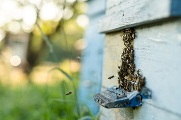 Bees fly out and return to the hive in the summer. Flight of bees near the hive in the garden.