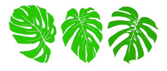Three colored tropical leaves. Monstera. Liana Vector graphics.