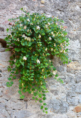 a caper plant grown on a wall