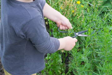 Young boy is cutting herbs in garden