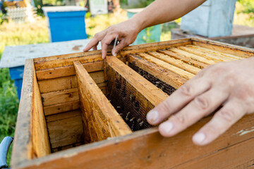The beekeeper checks the hive. Looks at bees in the sun.