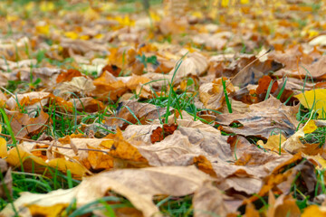 Sprouts of young green grass covered with yellow and red old leaves