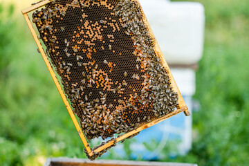 The beekeeper checks the hive. Looks at bees in the sun.