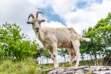 Fototapeta premium White curious goat standing on the rock. Farm mammal on the pasture