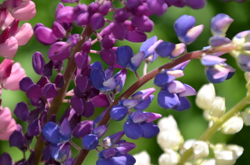 Naklejka na ściany i meble close-up of purple lupine flowers.Summer field of flowers in nature with a blurred background.selective focus. Lilac violet Lupinus