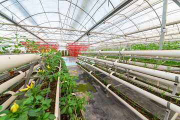 Soilless crops grown in pipes in modern greenhouses.