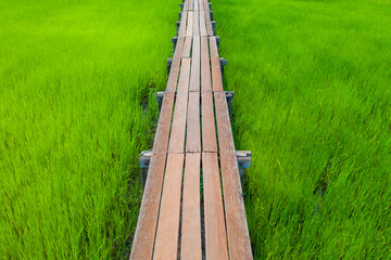 Top view of wooden path on green paddy rice field in asia