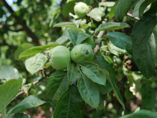 green apples on a tree