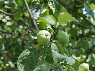 green apple on tree