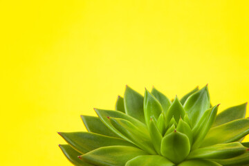 Trendy succulent Haworthia cymbiformis closeup on yellow background, copy space, macro. For social media, poster, interior, blog, flower shop, packing overfilling. Home gardening concept. Horizontal