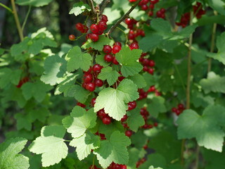Fototapeta premium red currant bush