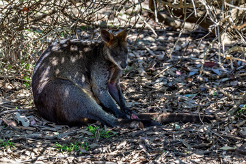 Kangaroos in the wilderness of Victoria Australia during a sunny and hot day in summer.