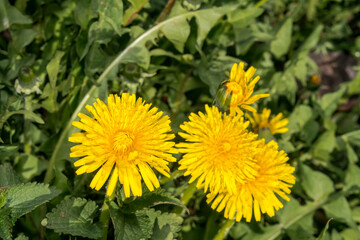 Common Dandelion (Taraxacum officinale) in meadow