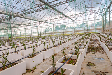 Peppers and bacon grow in modern agricultural greenhouses.