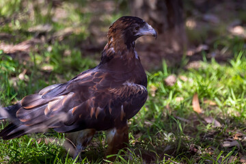 A falcon in the grass looking for food in the wilderness of New South Wales,  Australia at a hot day in summer.