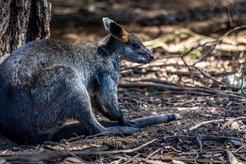 Naklejka premium Kangaroos in the wilderness of Victoria Australia during a sunny and hot day in summer.