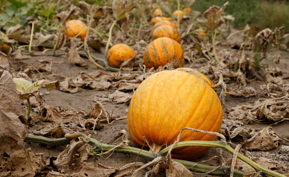Orange pumpkins in row on ground with dry stems