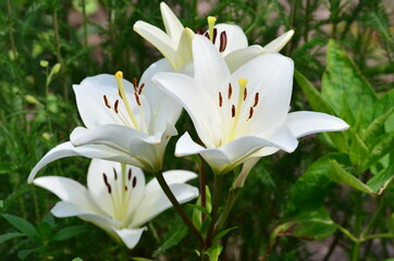 weiße Lilien © ela110