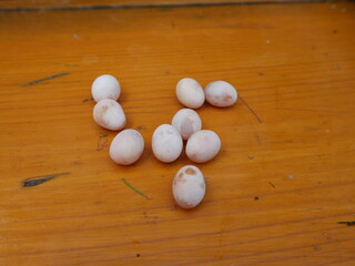 the eggs of a lizard