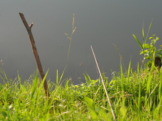 reeds on the river