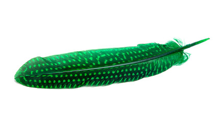 Fluffy bird feather decorative style in studio isolated on the white