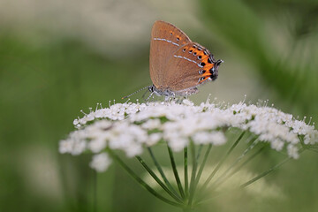 butterfly on white flower