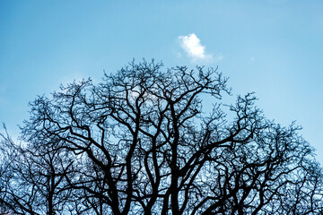 Backlighting silhouettes of bare, leafless tree branches and trunks during winter period, low angle point of view